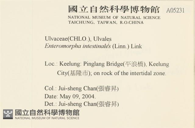 腸滸苔, 河石髮藏品圖，第2張