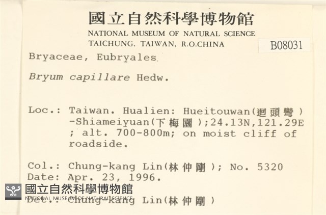 細葉真蘚藏品圖，第2張
