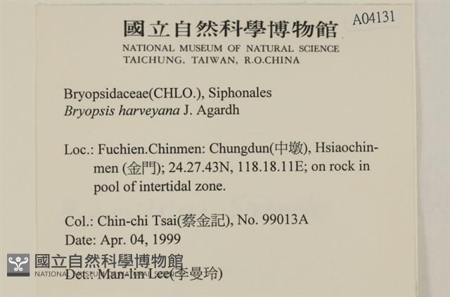 偏列羽藻藏品圖，第2張