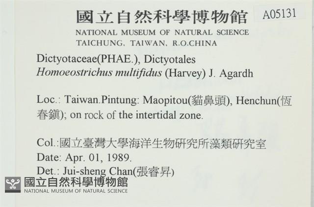 多扇藻藏品圖，第2張