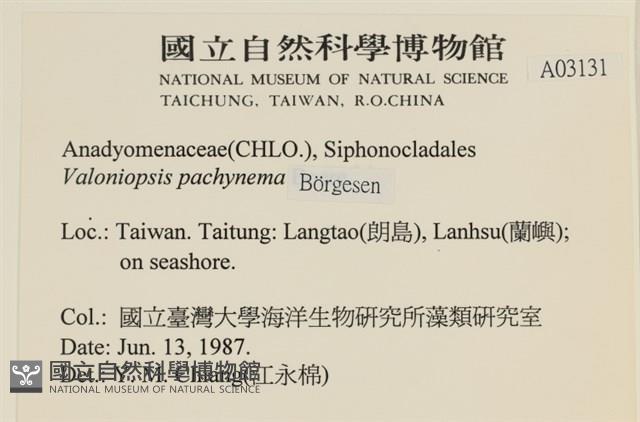 指枝藻藏品圖，第2張