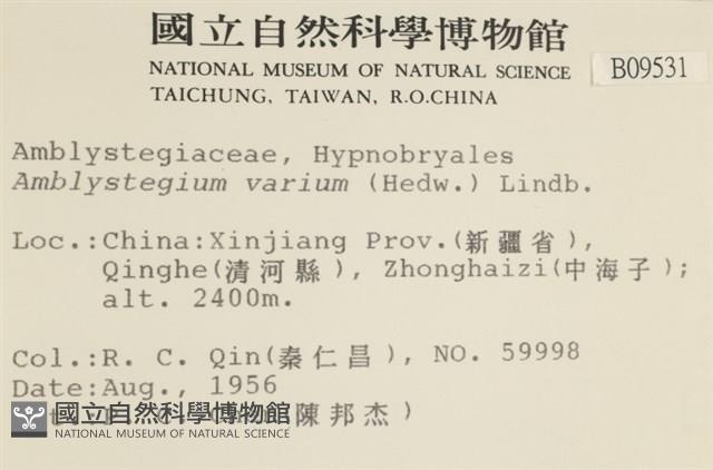 多姿柳葉蘚藏品圖，第2張