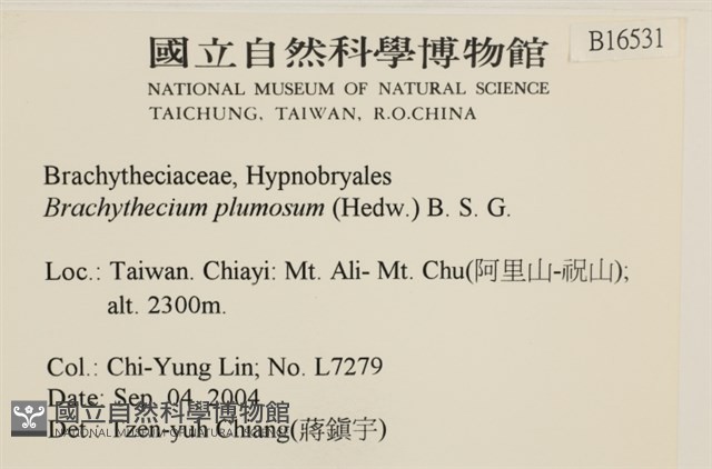 羽枝青蘚藏品圖，第2張