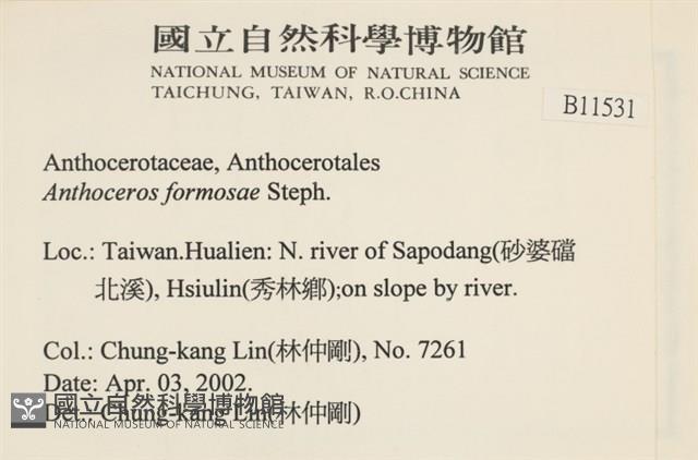 臺灣角苔藏品圖，第2張