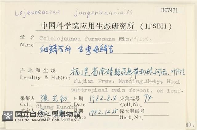 臺灣疣鱗苔藏品圖，第2張