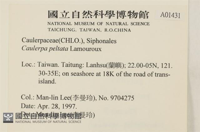 盾葉蕨藻藏品圖，第2張