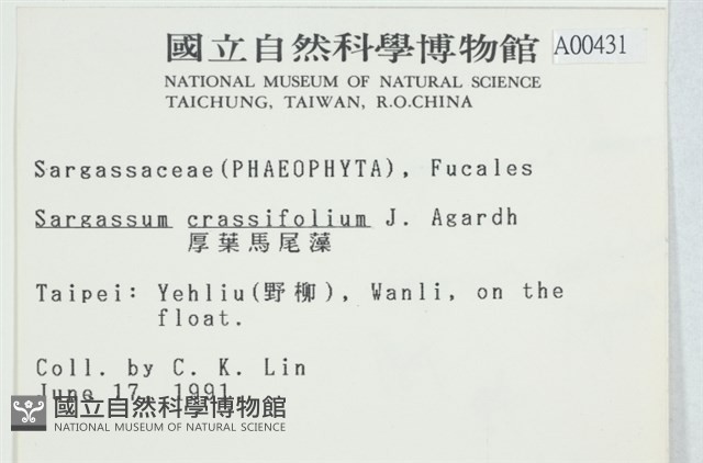 厚葉馬尾藻藏品圖，第2張