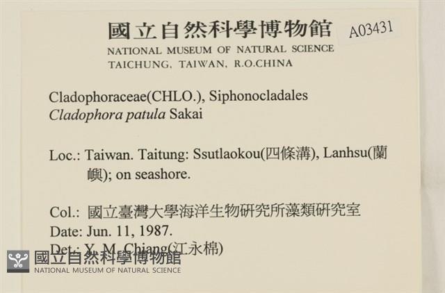 伸展剛毛藻藏品圖，第2張