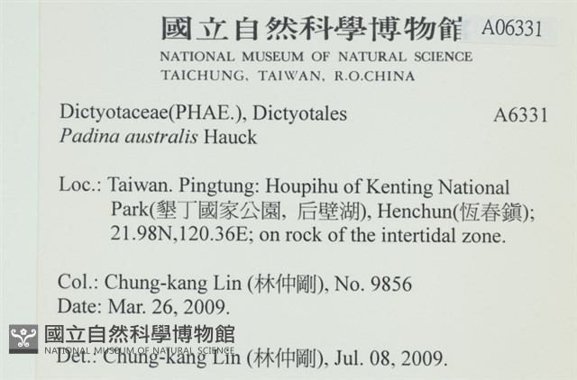 南方團扇藻藏品圖，第2張
