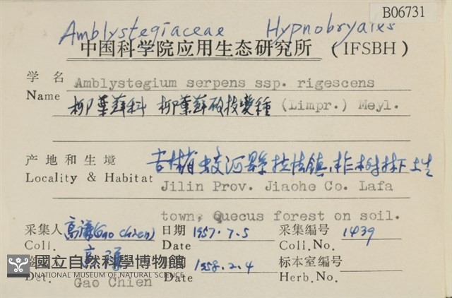 柳葉蘚碩枝亞種藏品圖，第2張