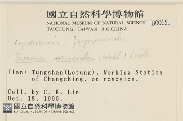 三齒鞭苔藏品圖，第2張