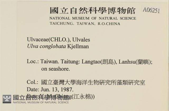 茶花石蓴, 牡丹菜藏品圖，第2張