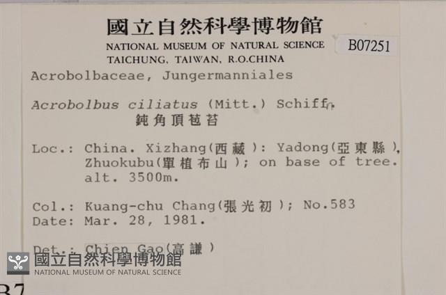 鈍角頂苞苔藏品圖，第2張