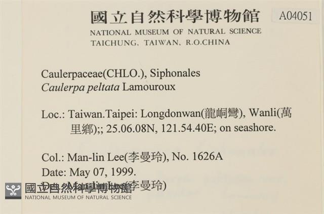 盾葉蕨藻藏品圖，第2張