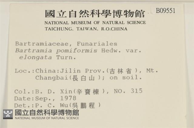 梨蒴珠蘚長形變種藏品圖，第2張