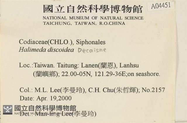 盤狀仙掌藻藏品圖，第2張