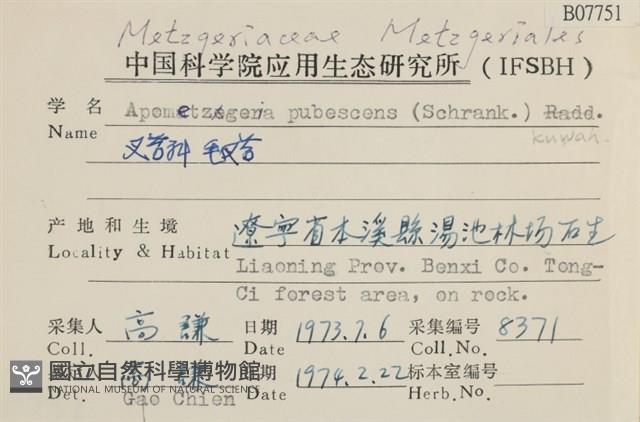 毛擬叉苔藏品圖，第2張