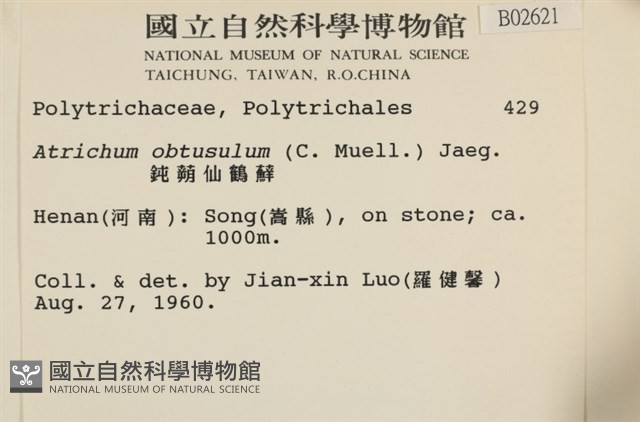 鈍葉仙鶴蘚藏品圖，第2張