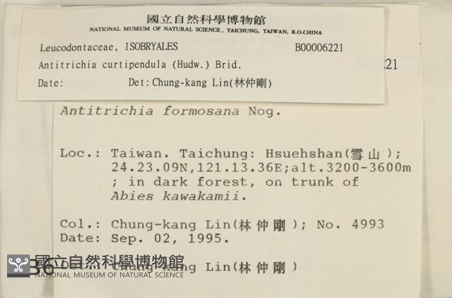 臺灣逆毛蘚藏品圖，第2張