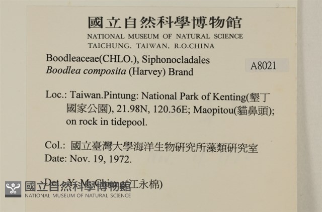 布氏藻藏品圖，第2張