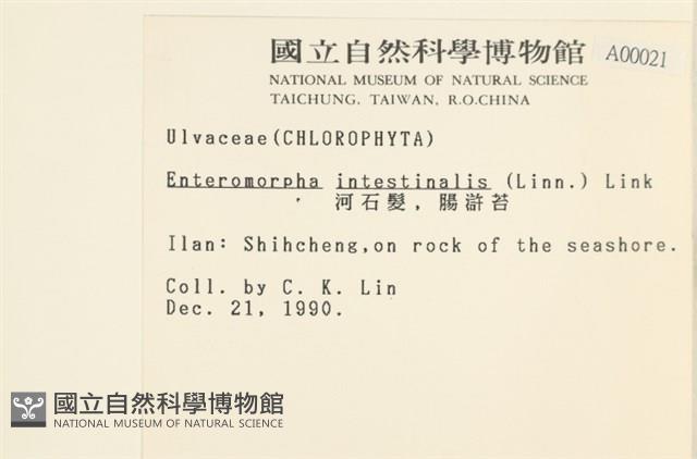 腸滸苔, 河石髮藏品圖，第2張