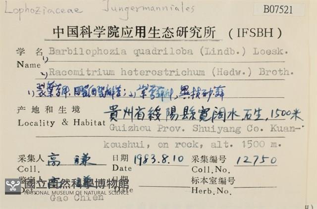 四裂細裂瓣苔藏品圖，第2張