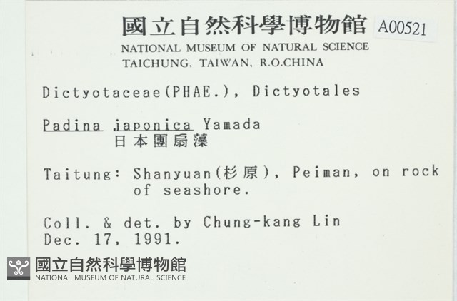 日本海扇, 日本團扇藻藏品圖，第2張