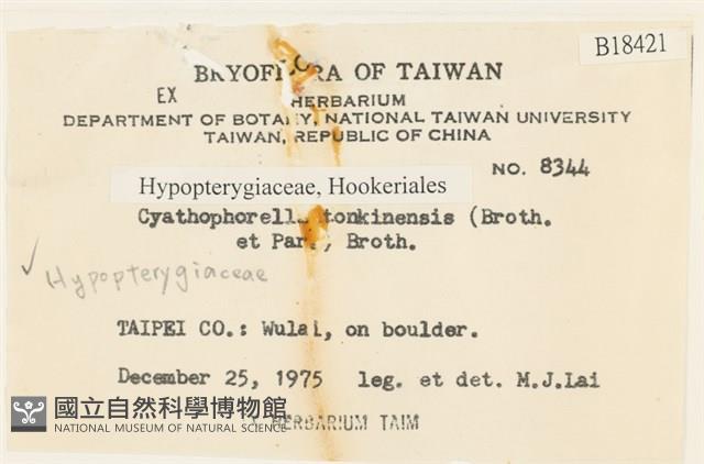 粗齒雉尾蘚藏品圖，第2張