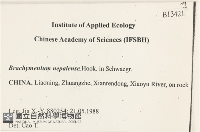 那霸短月蘚藏品圖，第2張