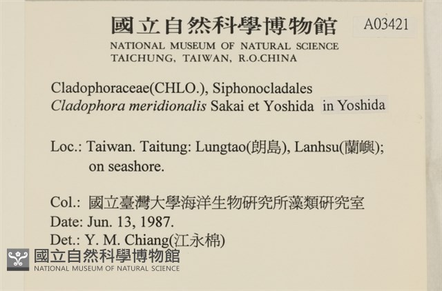 伸展剛毛藻藏品圖，第2張