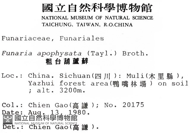 粗台葫蘆蘚藏品圖，第2張