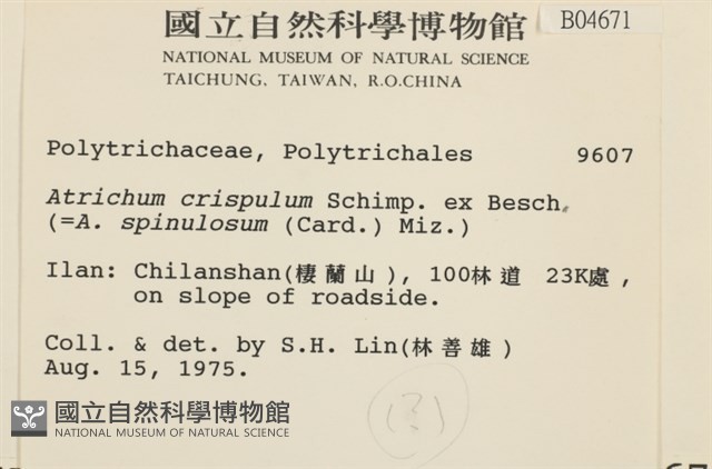 卷葉仙鶴蘚藏品圖，第2張