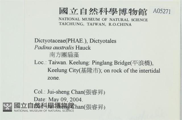 南方團扇藻藏品圖，第2張