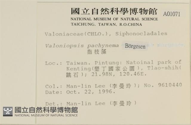 指枝藻藏品圖，第2張