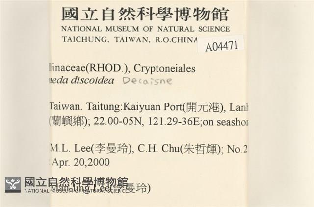 盤狀仙掌藻藏品圖，第2張