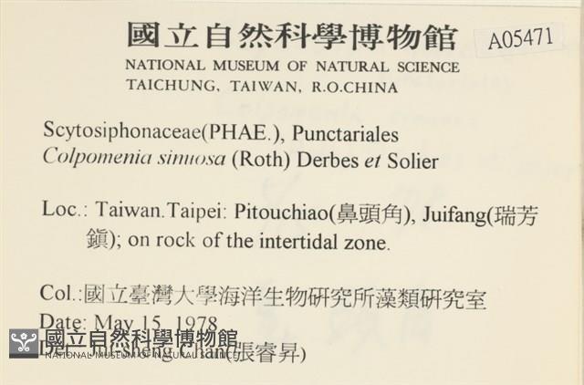 袋苔, 囊藻藏品圖，第2張