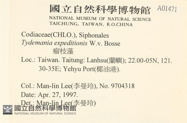 瘤枝藻藏品圖，第2張