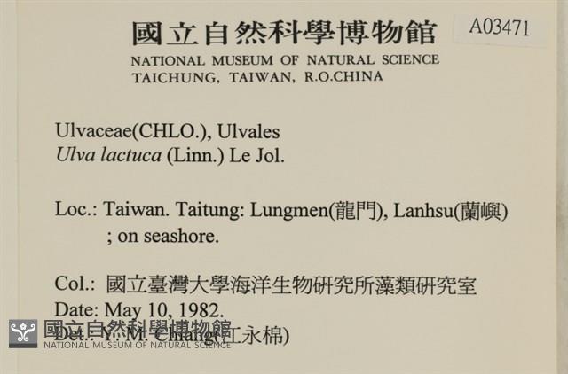 大石蓴, 石蓴藏品圖，第2張