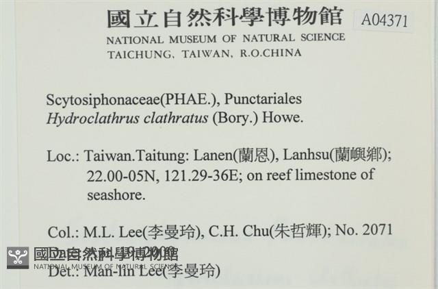 網胰藻藏品圖，第2張