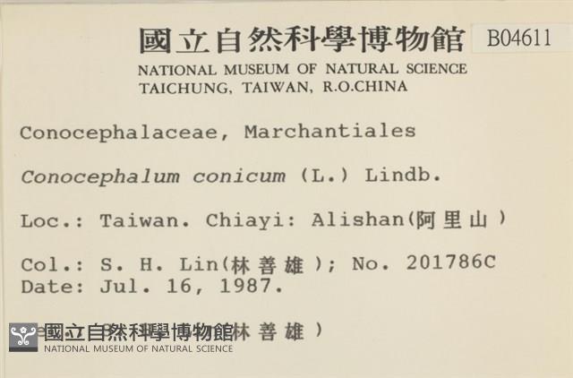 蛇苔藏品圖，第2張