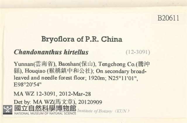 齒邊廣萼苔藏品圖，第2張