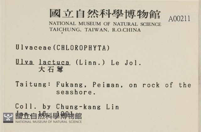 大石蓴, 石蓴藏品圖，第2張