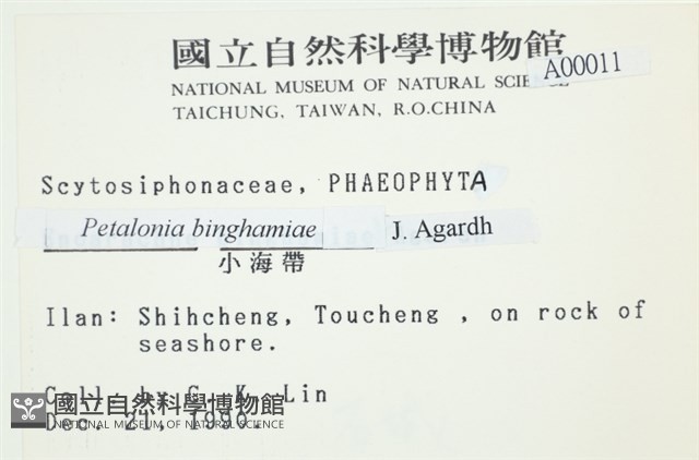 葉苔, 小海帶藏品圖，第2張