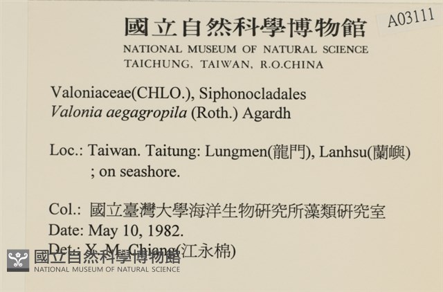 法囊藻藏品圖，第2張