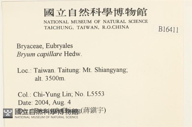 細葉真蘚藏品圖，第2張