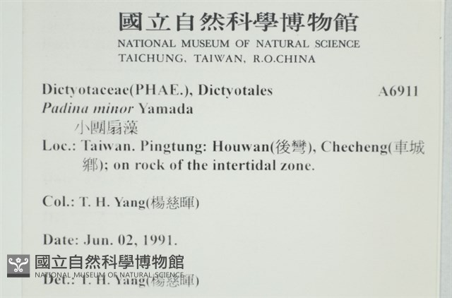 小團扇藻藏品圖，第2張