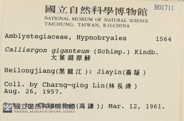 大葉濕原蘚藏品圖，第2張