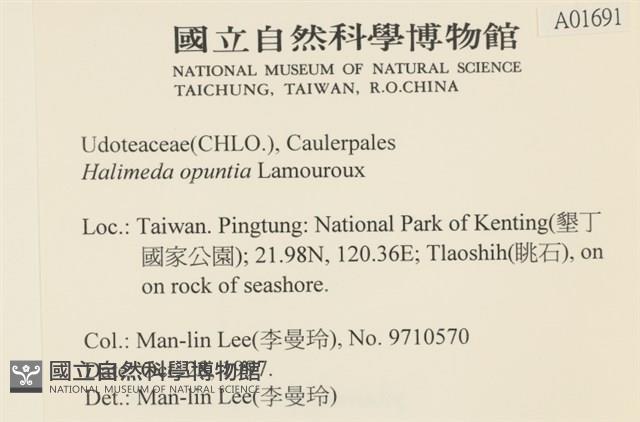 仙掌藻, 海仙人掌藏品圖，第2張