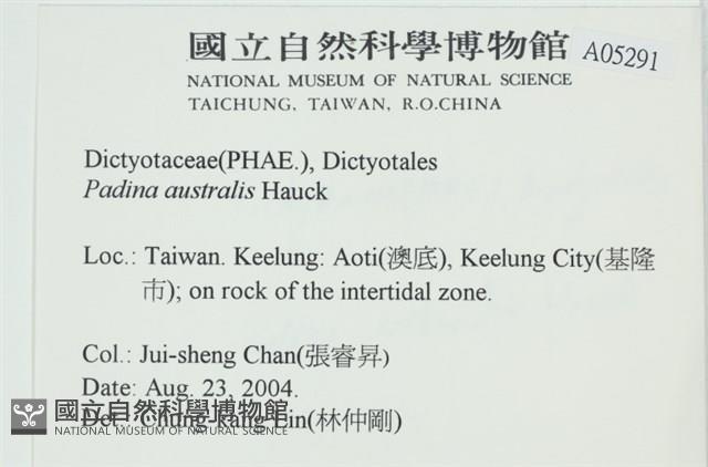 南方團扇藻藏品圖，第2張