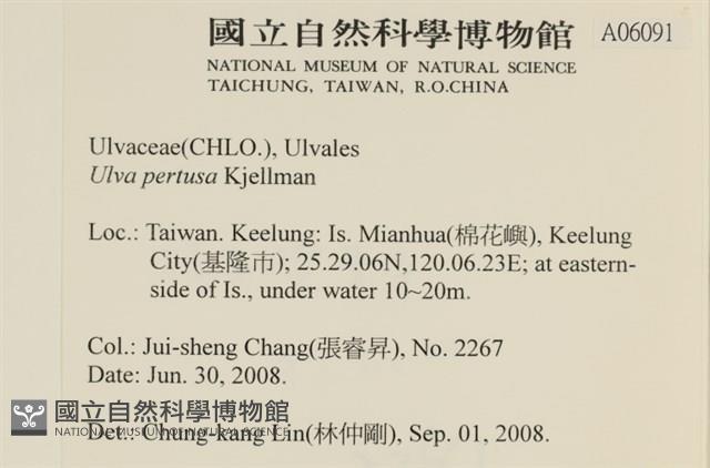 石蓴藏品圖，第2張